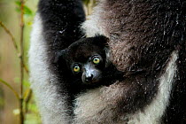Indri (Indri indri) two month baby in mother's arm. Madagascar.