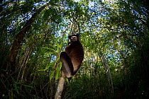Indri (Indri indri) with wide angle view of tropical rainforest canopy. Madagascar.