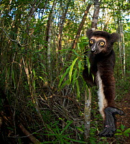 Indri (Indri indri) extending hand to camera. Madagascar.