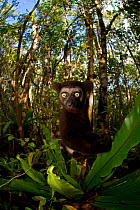 Indri (Indri indri) portrait in tropical rainforest. Madagascar.