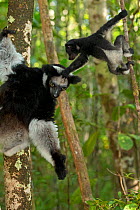 Indri (Indri indri) female with 2 month baby, learning to climb in rainforest habitat. Madagascar.