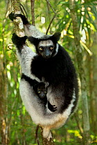 Indri (Indri indri) female with 2 month baby. Madagascar.