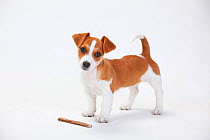 Jack Russell Terrier, puppy bitch standing, aged 9 weeks  with treat.