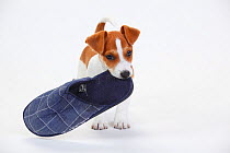 Jack Russell Terrier, puppy bitch aged 9 weeks, carrying slipper