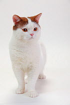 British Shorthair Cat, male, with cinnamon-white-van coat