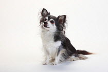 Chihuahua sitting, long-haired with black with white coat