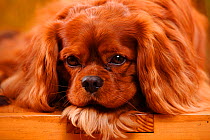 Cavalier King Charles Spaniel, male with ruby coat, lying down