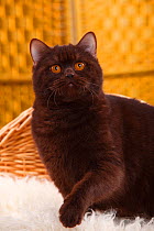 British Shorthair Cat with chocolate coat