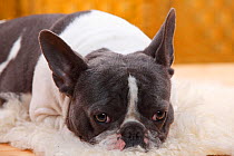 French Bulldog bitch with blue-white, aged one year, resting