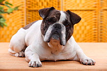 Mixed Breed Dog (English x French Bulldog)
