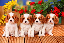 Cavalier King Charles Spaniel, puppies with blenheim coat   aged 6 weeks sitting in front of flowers.