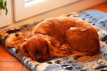 Cavalier King Charles Spaniel, adult male with ruby coat, sleeping