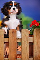 Cavalier King Charles Spaniel, puppy, tricolor, 3 months, male peering over garden fence