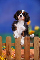 Cavalier King Charles Spaniel, male puppy with tricolor coat  , aged 3 months, peering over garden fence