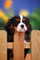 Cavalier King Charles Spaniel, male puppy with tricolor coat  , aged 3 months, at garden fence