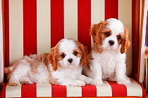 Cavalier King Charles Spaniel, puppies with blenheim coat  , aged 8 weeks, sitting on red and white striped chair.