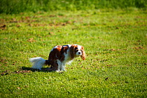 Cavalier King Charles Spaniel, bitch with blenheim coat   defecating on lawn.