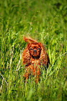 Cavalier King Charles Spaniel, male with ruby coat  in long grass