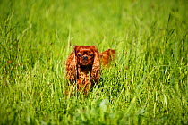 Cavalier King Charles Spaniel, male with ruby coat  standing in long grass