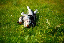Cavalier King Charles Spaniel, male with tricolour coat   rolling in grass