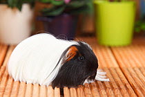 Sheltie Guinea Pig with tortoiseshell-and-white coat