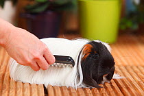 Sheltie Guinea Pig with tortoiseshell-and-white coat  being combed