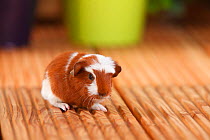 English Crested Guinea Pig aged 4 days, with red-white coat