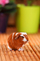 English Crested Guinea Pig aged 4 days, with red-white coat .