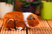English Guinea Pig with suckling pups aged 4 days, with red-white coat