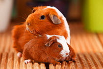 English Guinea Pig with pup, English Crested Guinea Pig, red-white, 4 days