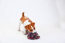 Jack Russell Terrier, puppy bitch aged 9 weeks playing with toy