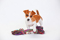 Jack Russell Terrier, puppy bitch aged 9 weeks, with toy