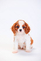Cavalier King Charles Spaniel, puppy with blenheim