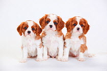 Cavalier King Charles Spaniel, three puppies with blenheim coat