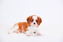 Cavalier King Charles Spaniel, puppy with blenheim coat, lying down
