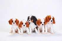 Cavalier King Charles Spaniel, five puppies sitting in line, one with tricolour and the others with blenheim coat