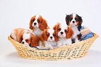 Cavalier King Charles Spaniel, five puppies in basket, one with tricolour and the others with blenheim coat