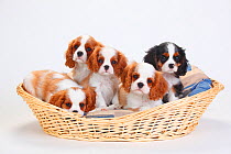 Cavalier King Charles Spaniel, five puppies in basket, one with tricolour and the others with blenheim coat