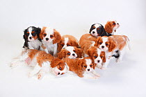 Large group of Cavalier King Charles Spaniel, puppies, with two which have tricolour coat  and the resting blenheim