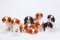 Large group of Cavalier King Charles Spaniel, puppies,  three of which have tricolour coat and the rest blenheim