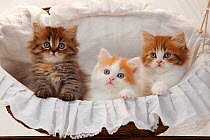 British Longhair Cat, three kittens aged 8 weeks in basket