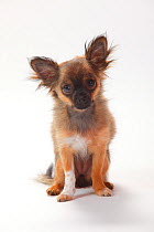 Longhaired Chihuahua, puppy sitting aged 4 months