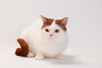 British Shorthair Cat, male with cinnamon-white-van