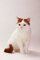 British Shorthair Cat sitting, male with cinnamon-white-van coat