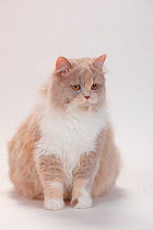 British Longhair Cat with lilac-tortie-white coat, sitting