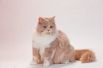 British Longhair Cat with lilac-tortie-white coat, sitting