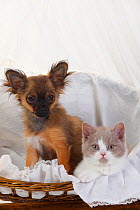 Longhaired Chihuahua puppy aged 4 months, and British Longhair Cat, kitten with fawn-white coat  , aged 9 weeks sitting in a basket.