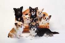 Chihuahuas, mixture of longhaired and short-haired sitting in basket.