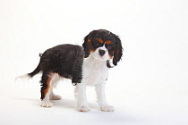 Cavalier King Charles Spaniel, puppy with tricolour coat  , aged 15 weeks
