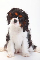 Cavalier King Charles Spaniel, puppy with tricolour coat , aged 15 weeks, with head cocked to one side